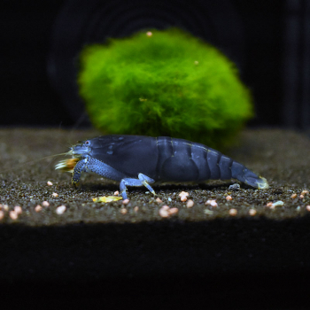 Blaue Monsterfächergarnele, Atya gabonensis